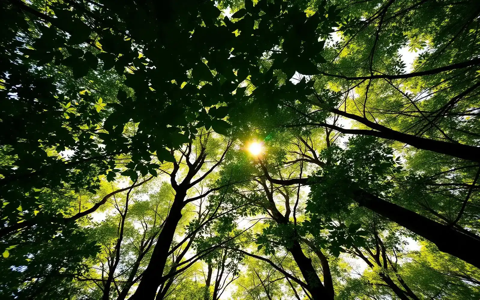 Sonnenlicht im Wald
